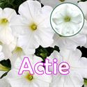 Afbeelding van Petunia P12 "Actie" White